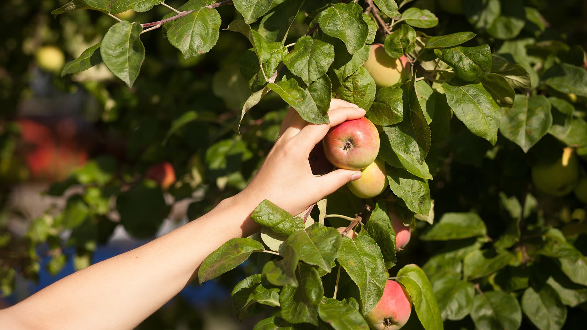 HARVEST YOUR OWN